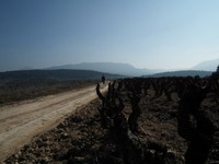 Wine hiking trails in Priorat