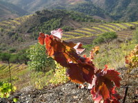 CAPTURA EL PRIORAT. Sortida fotogràfica amb tast de vi.