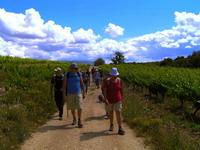 VINYES DE MONTSANT A LA FIGUERA. Excursió amb tast de vi.