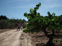 Senderisme i enoturisme al Priorat, camins del vi