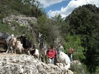 Senderisme fent de pastor Muntanyes de Prades